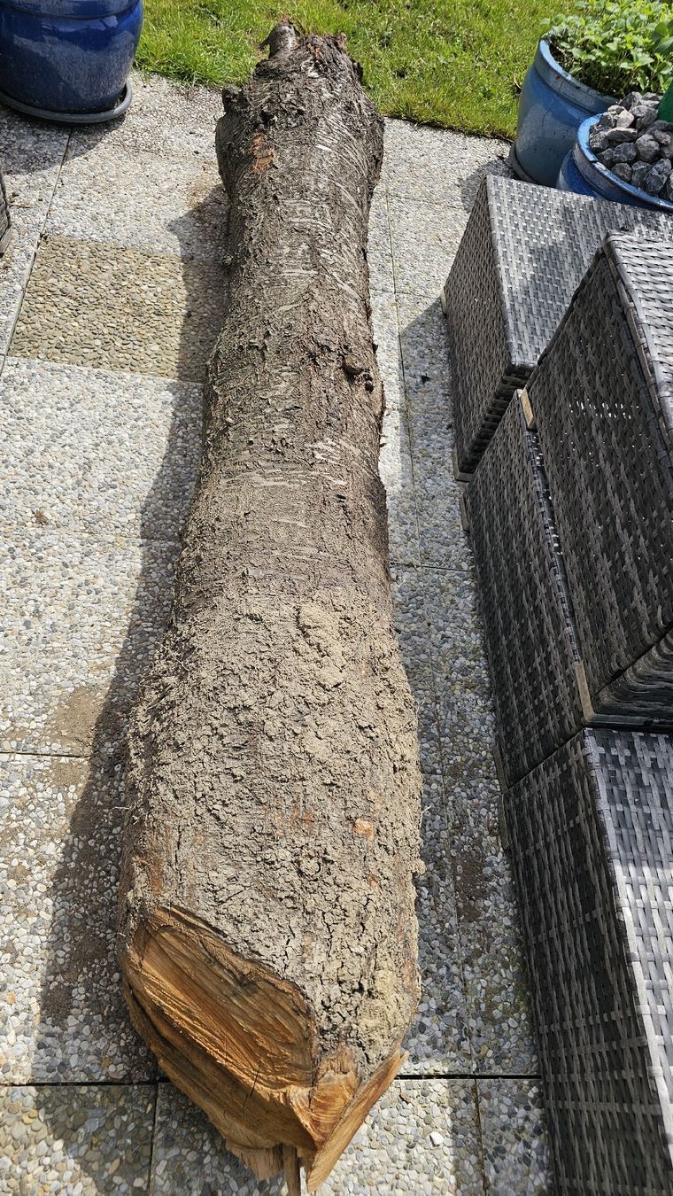 Articoli in legno: Kirsche Baumstamm – Usato da Ebikon venduto da Mmoe 1