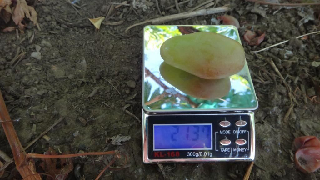 Piante & sementi: Vigne - Raisin de collection DIXON   2 PLANTS – Nuovo (secondo la descrizione) da Bremblens venduto da FIBONACCI369 3