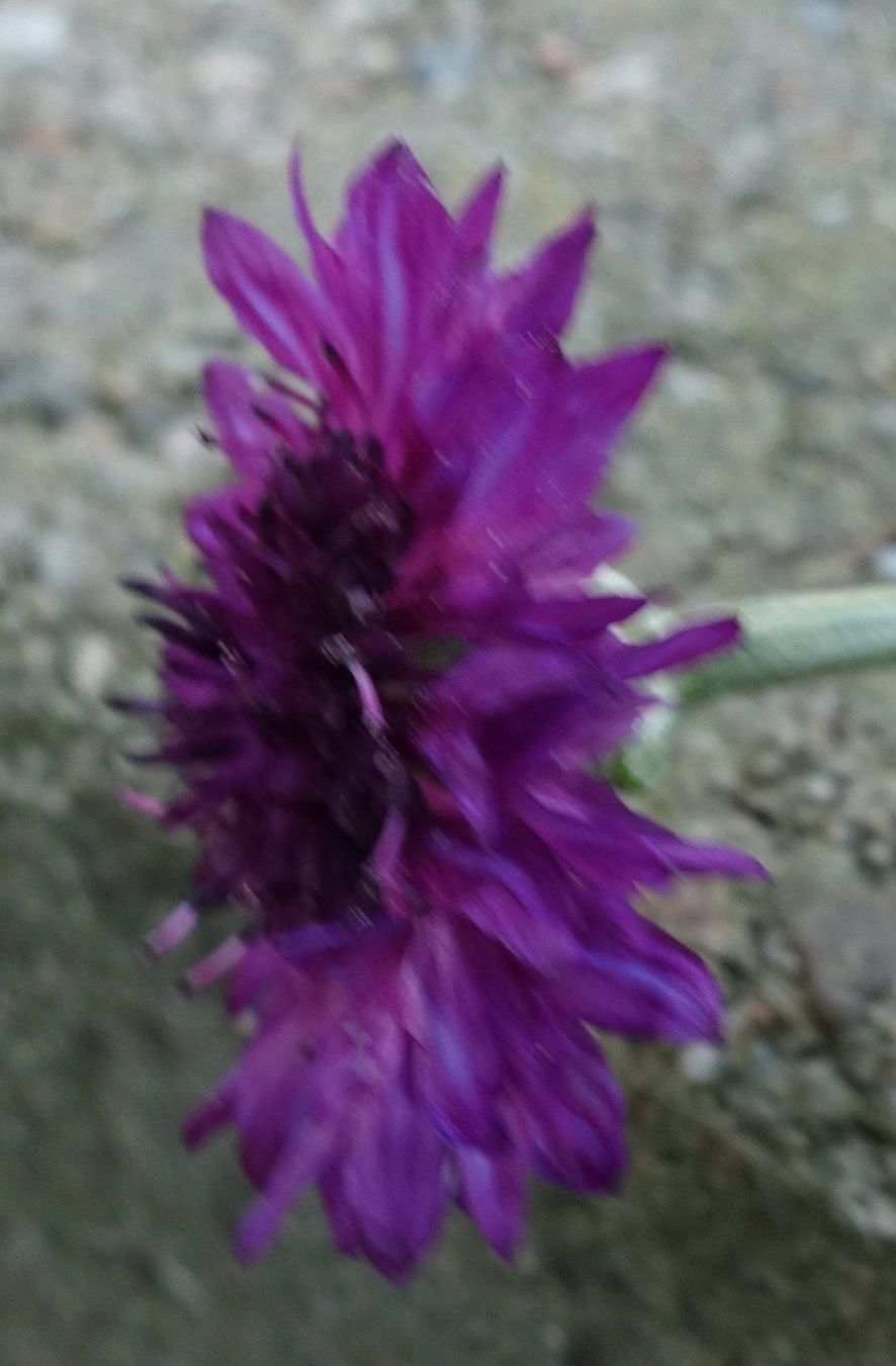 Pflanzen & Samen: Samen Kornblume 2024 15 Samen – Gebraucht aus Schwaderloch von bademeister79 4