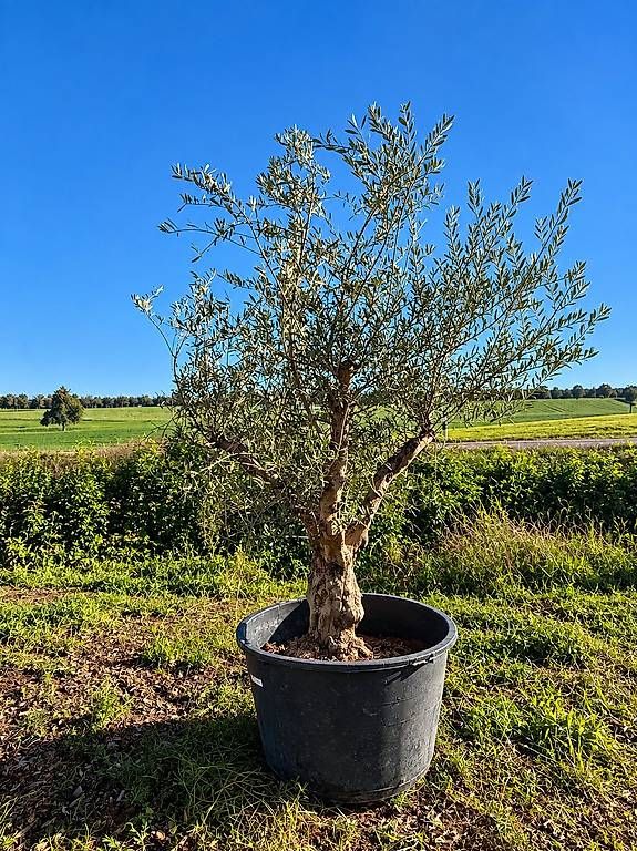 Piante & sementi: Olivenbaum Nr. 1 "Winterhart" – Nuovo e nell'imballaggio originale da Zuckenriet venduto da Thur_Plant 2