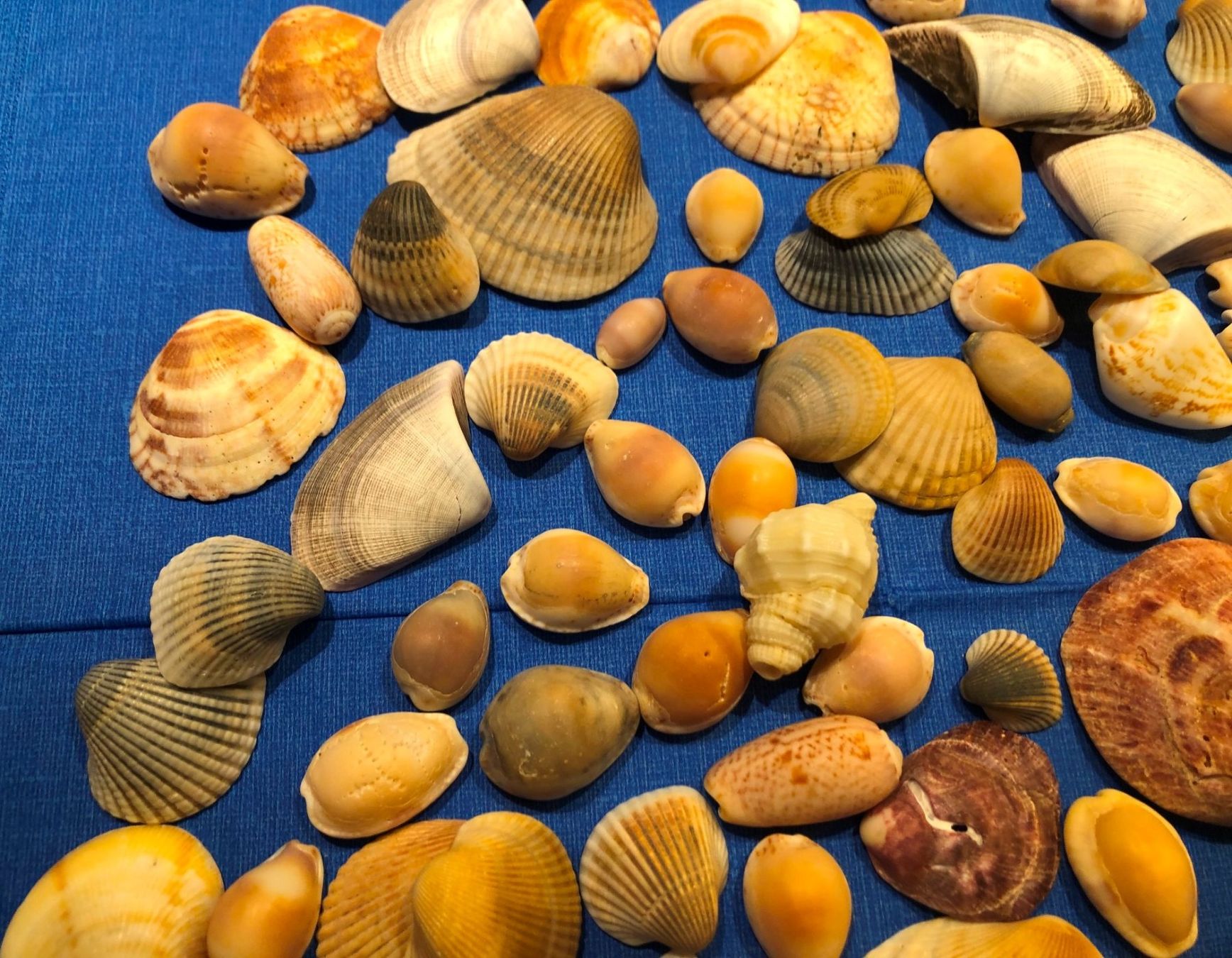 Tutte le decorazioni: Diverse Muscheln zu Dekoration oder zum Basteln ca. 300 gr. – Usato da Gossau/ZH venduto da amazonas66