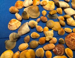 Diverse Muscheln zu Dekoration oder zum Basteln ca. 300 gr.