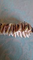 Armband Trompetenmuscheln