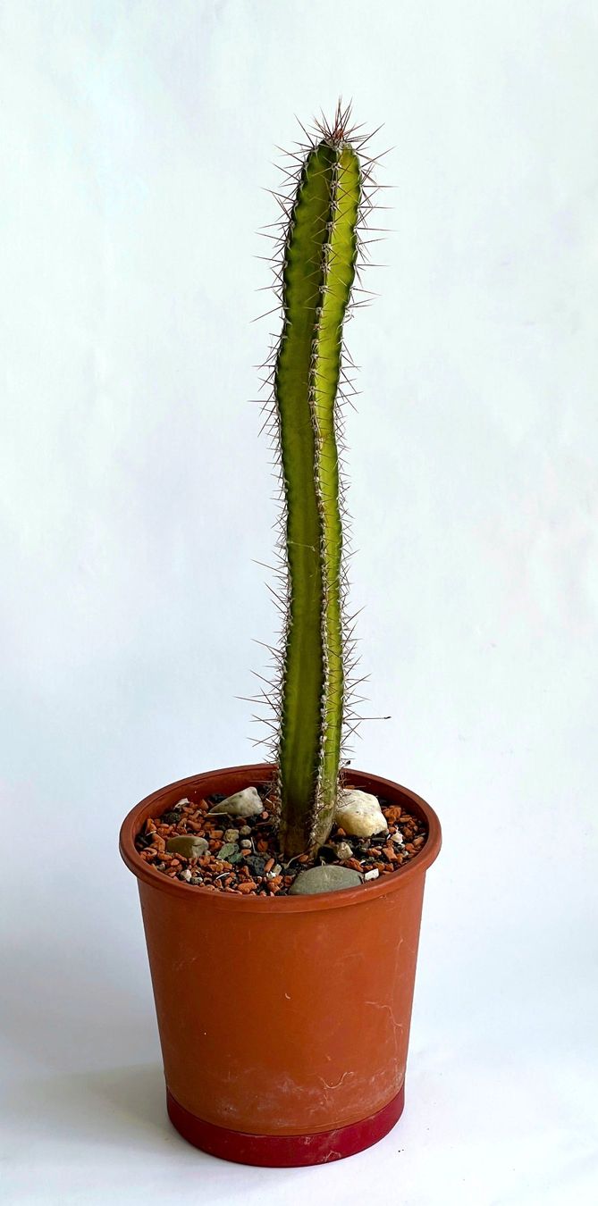 Pflanzen & Samen: Säulenkakteen Cereus***** – Neu (gemäss Beschreibung) aus Dübendorf von Orchid18 2