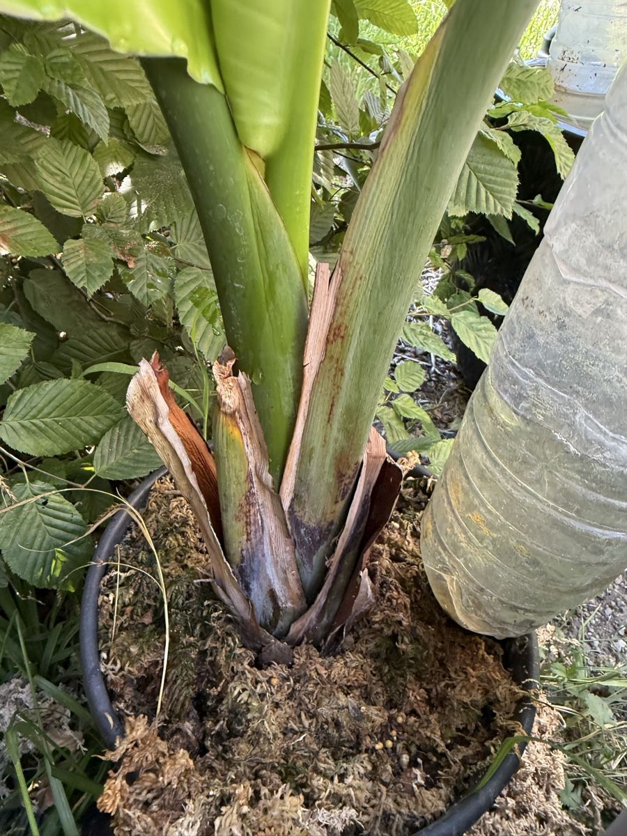 Piante & sementi: ravenala madagascariensis – Usato da Dübendorf venduto da Highqualityonly 5