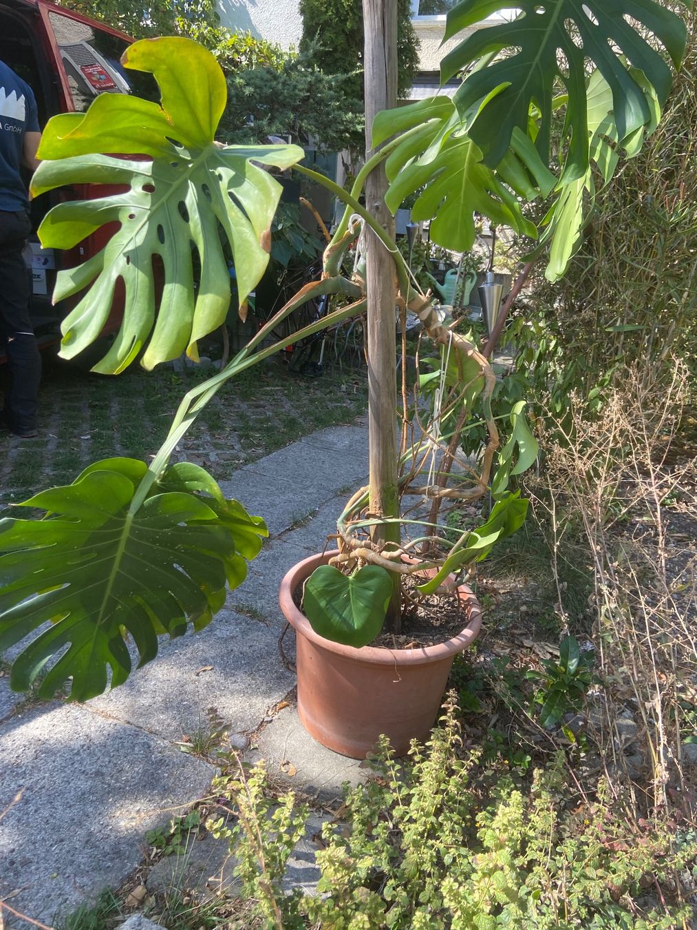 Pflanzen & Samen: monstera zimmerpflanze – Gebraucht aus Meilen von rowland534 3