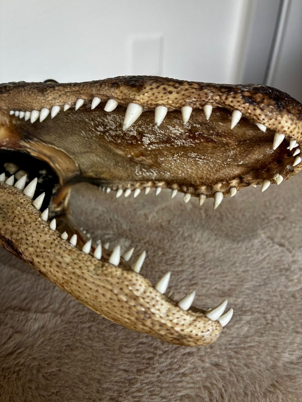 Il mondo degli animali: Krokodil Kopf..TOP präpariert..1A klasse.. – Nuovo (secondo la descrizione) da Weiach venduto da godsavethequeen 4
