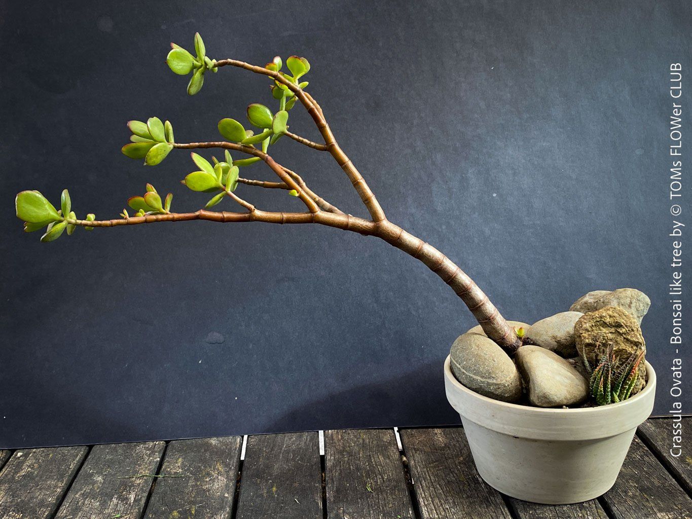 Piante & sementi: Crassula Ovata – Bonsai - Geldbaum – Usato da Adliswil venduto da TAKEYOURPLANT 1