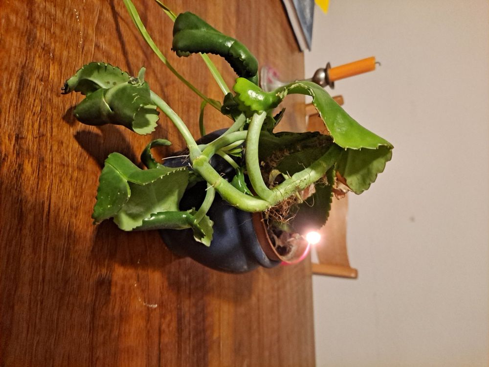 Kalanchoe pinnata Göthe Pflanze Kaufen auf Ricardo