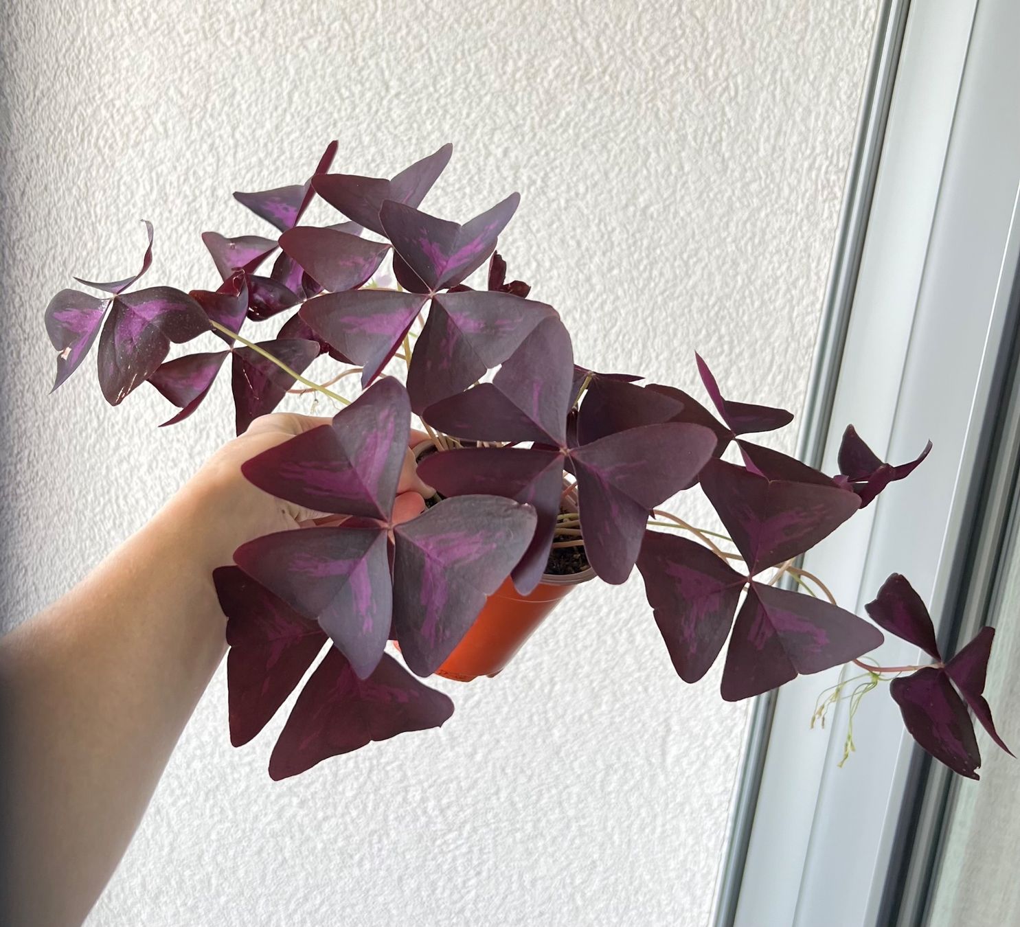 Piante & sementi: Oxalis Triangularis, Roter Glücksklee – Usato da Glattpark(Opfikon) venduto da ste_n99y 4