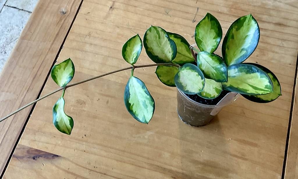 Piante & sementi: Hoya australis "Lisa" – Nuovo e nell'imballaggio originale da Schönholzerswilen venduto da Leavylounge 1