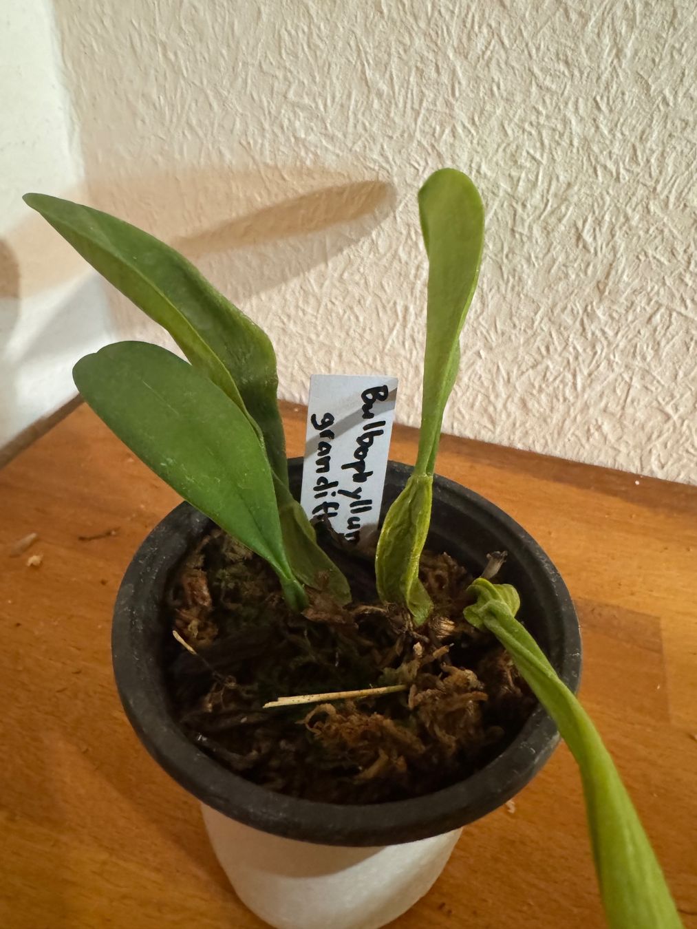 Plantes & graines: Bulbophyllum grandiflorum – D'occasion à Männedorf par mrclst 5