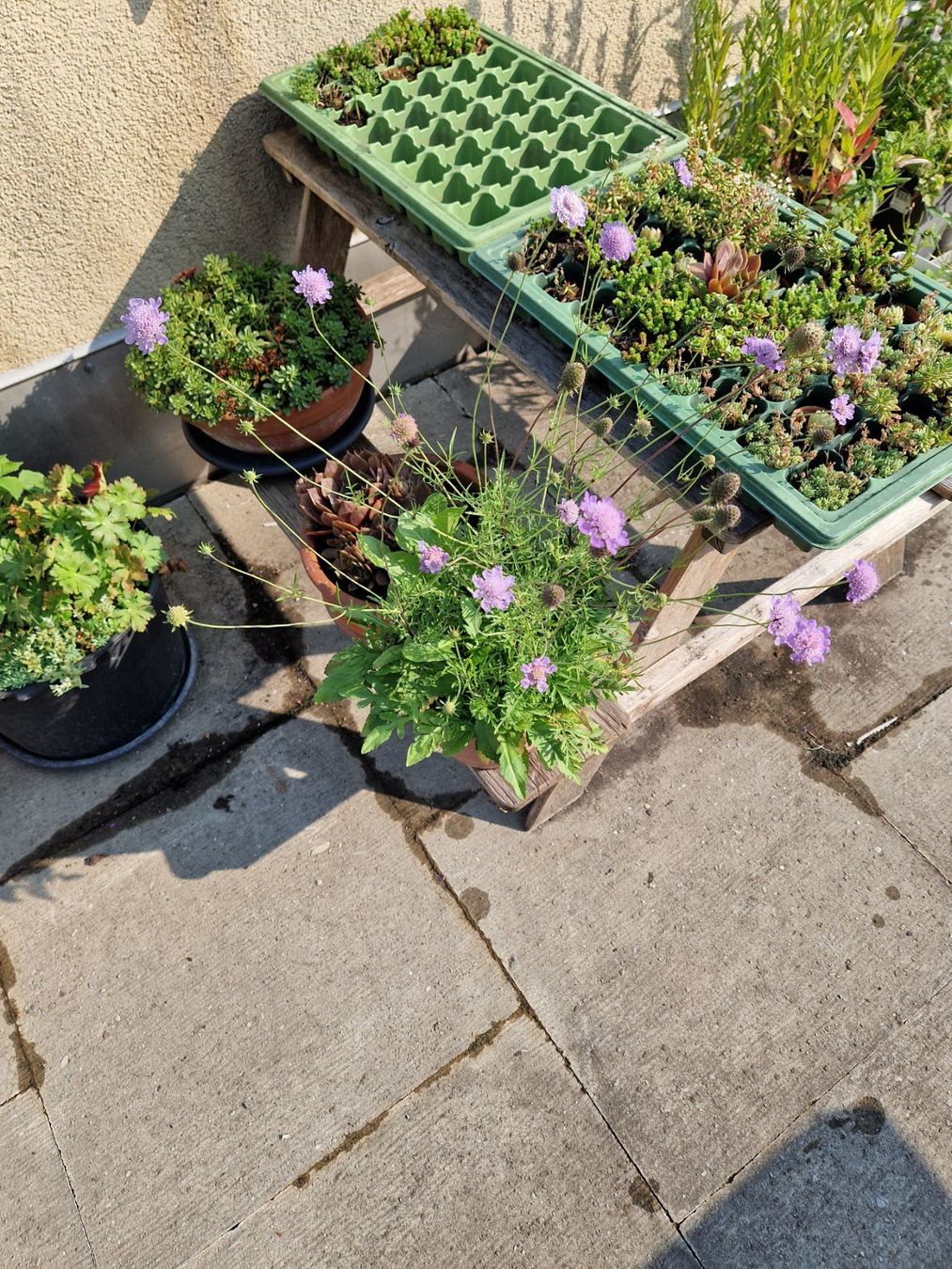 Pflanzen & Samen: Balkon-/Gartenpflanze: Tauben Skabiose – Gebraucht aus Münchenbuchsee von Aare22