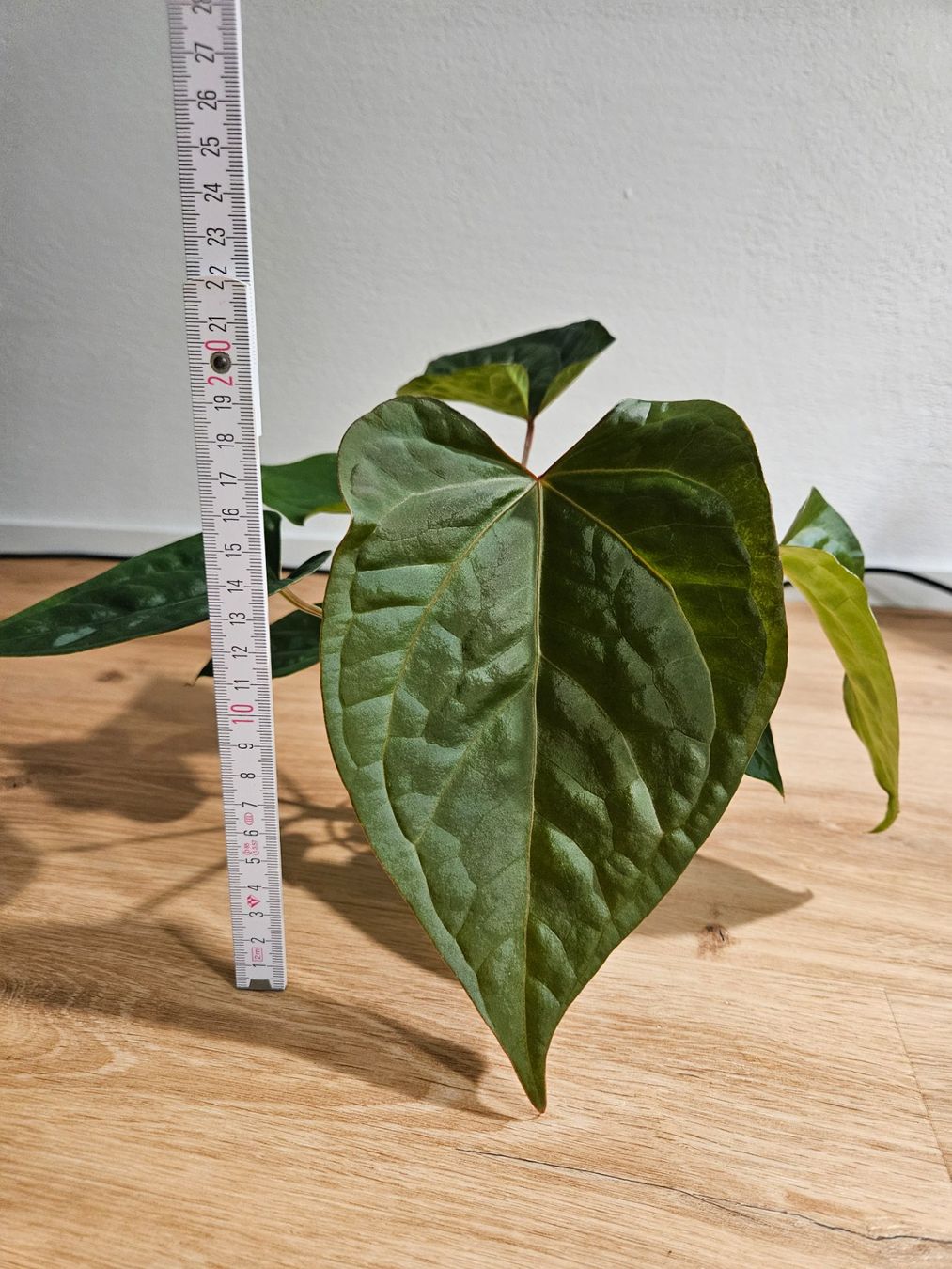 Piante & sementi: Anthurium Karma Crystal x Luxurians – Usato da Buttikon SZ venduto da Jagoda87 3