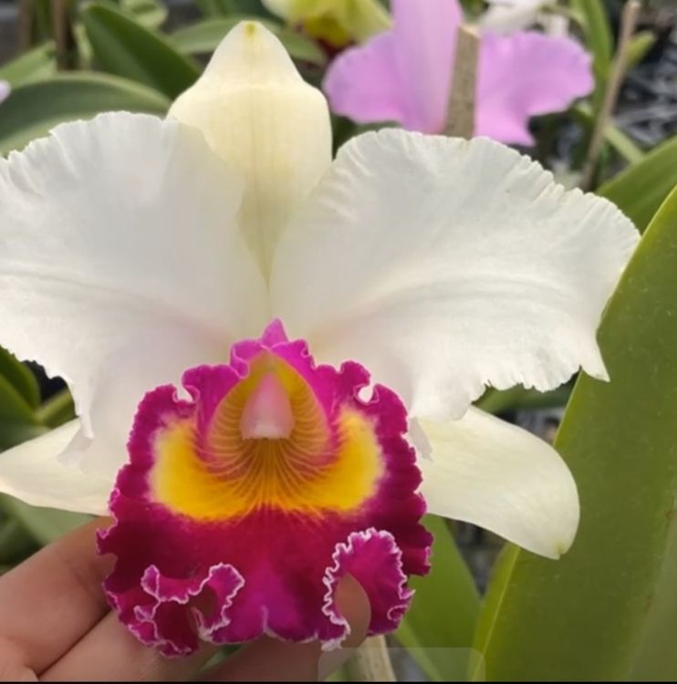 Orchidee Cattleya Kaufen
