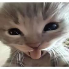 Profile image of PokeKhems
