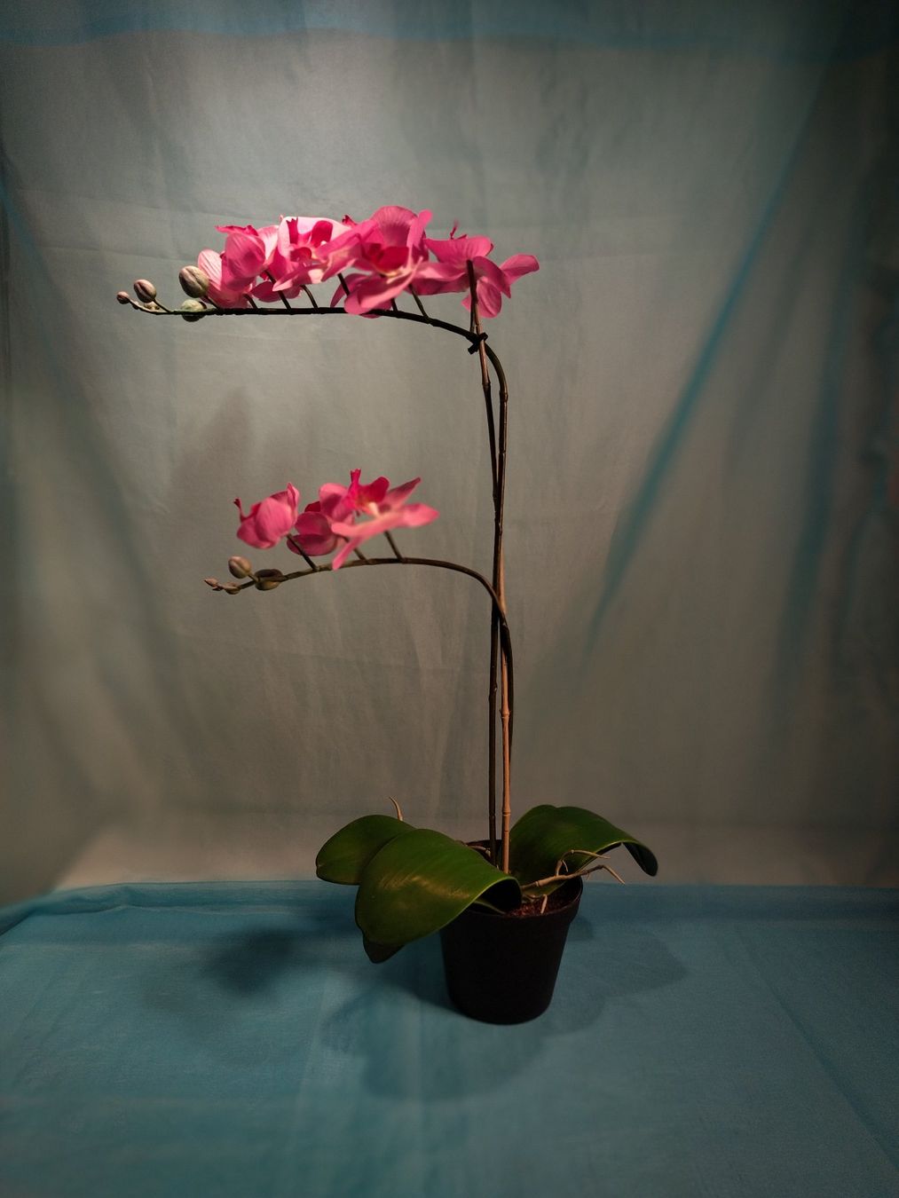 Piante & sementi: Phalaenopsis, rosa , im Topf, IKEA, 60cm – Usato da Bellach venduto da JingleCherry 1