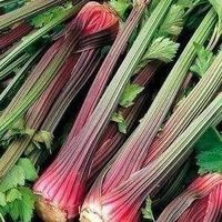 Céleri branche à tige rouge RARE 50g