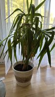 Zimmerpflanze Yucca in Keramiktopf gebraucht