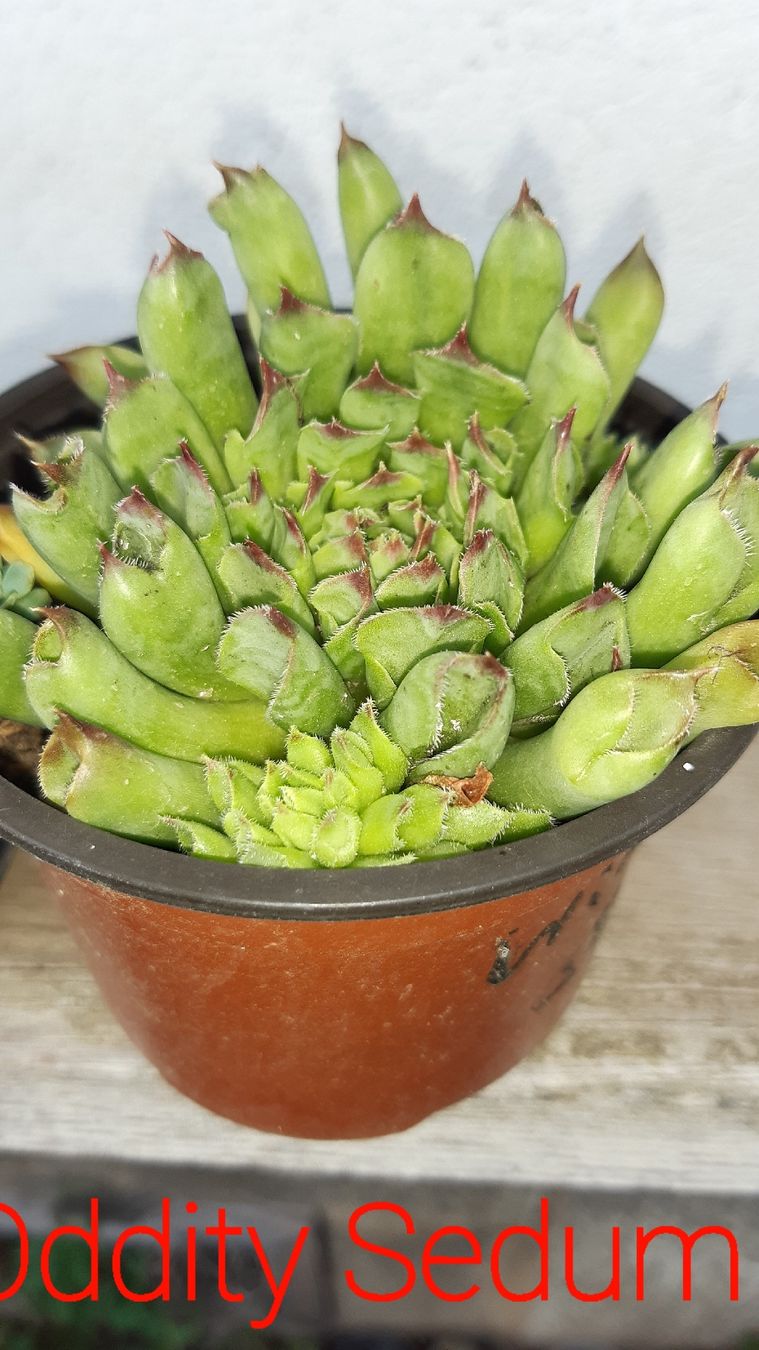 Piante & sementi: div. bodendecker sedum – Nuovo (secondo la descrizione) da Ibach venduto da rom_v8h9 2