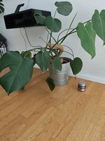 Monstera / Fensterblatt - Zimmerpflanze