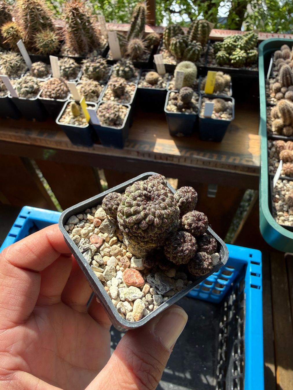Piante & sementi: Sulcorebutia rauschii violett – Usato da Rorbas venduto da SimS0n 1