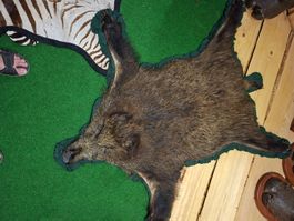 Wildschweinfell