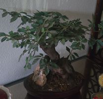 Wunderschoener Bonsai Baum, Kunstpflanze - Top Zustand!
