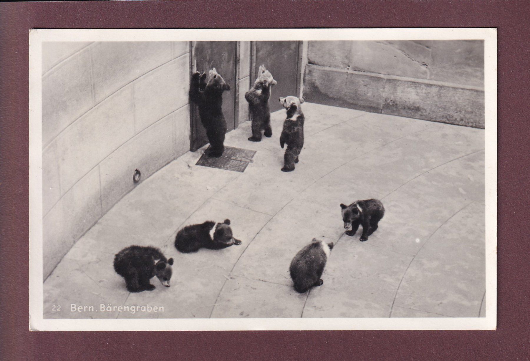 Ansichtskarten: BERN - Bärengraben - 1943 – Gebraucht aus Pully von nicecards