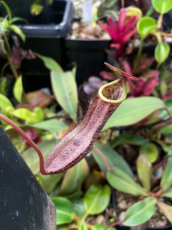 Piante & sementi: Nepenthes boschiana & weitere – Usato da Basel venduto da HelensNepenthe 2