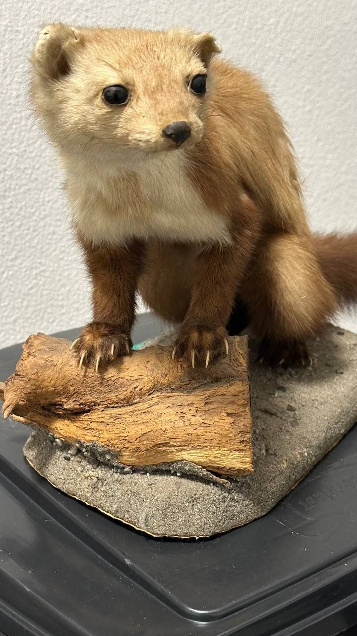 Il mondo degli animali: Ausgestopfter Marder – Usato da Beringen venduto da Mantafisch1 1