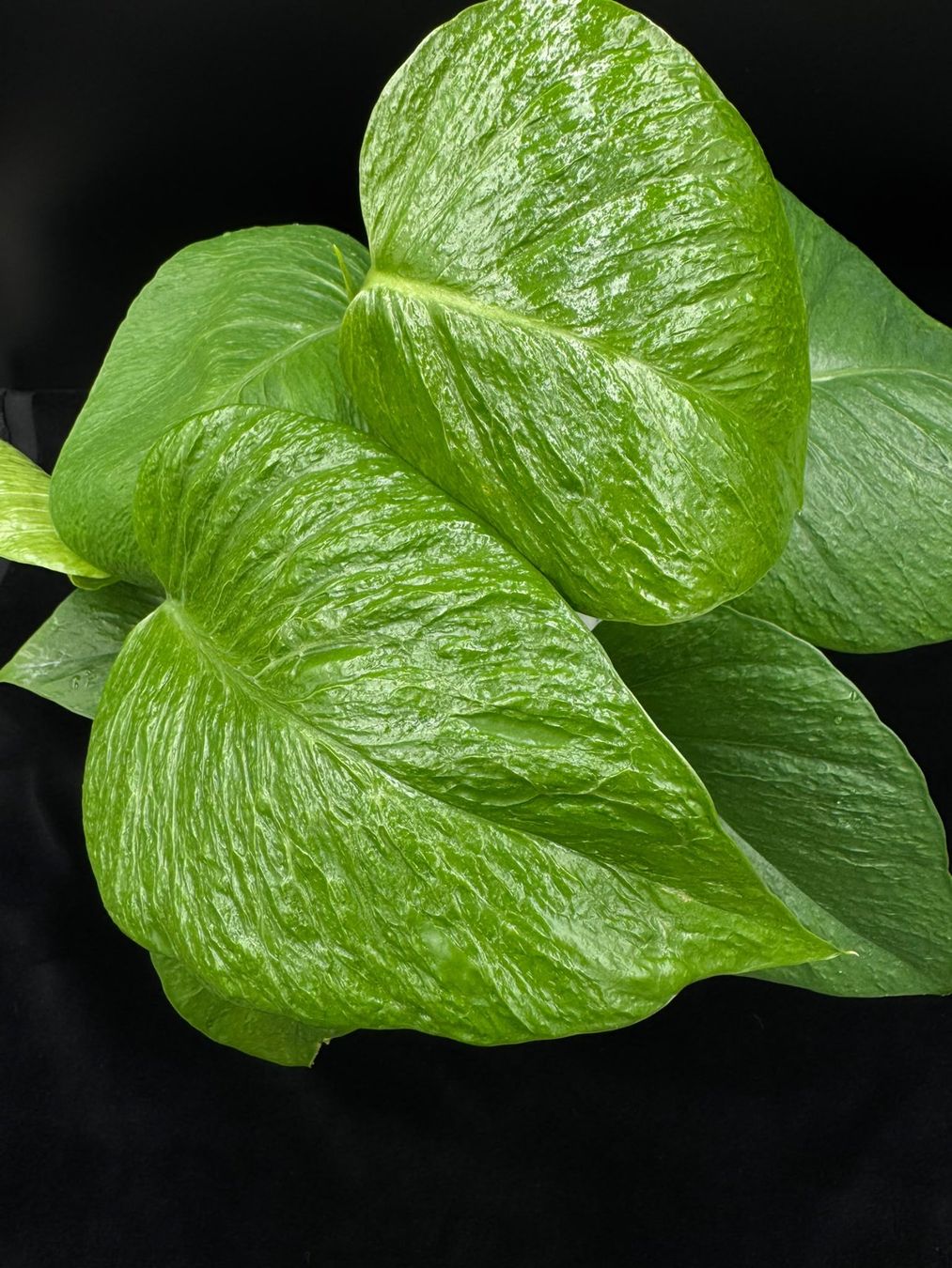 Pflanzen & Samen: Epipremnum aureum 'Teruno Linda' – Neu (gemäss Beschreibung) aus Bühler von googelibear 4