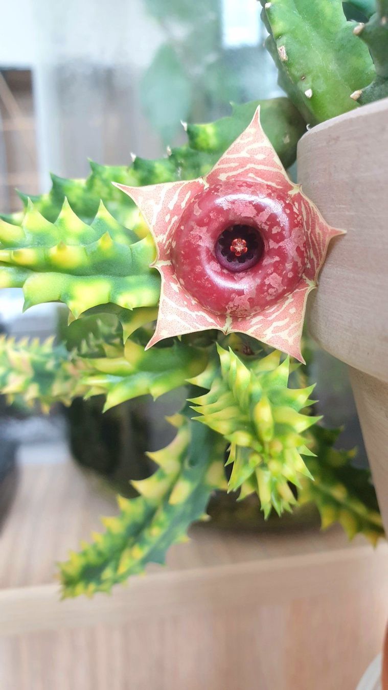 Piante & sementi: Huernia zebrina variegata – Usato da Zürich venduto da The_Plant_Wizard