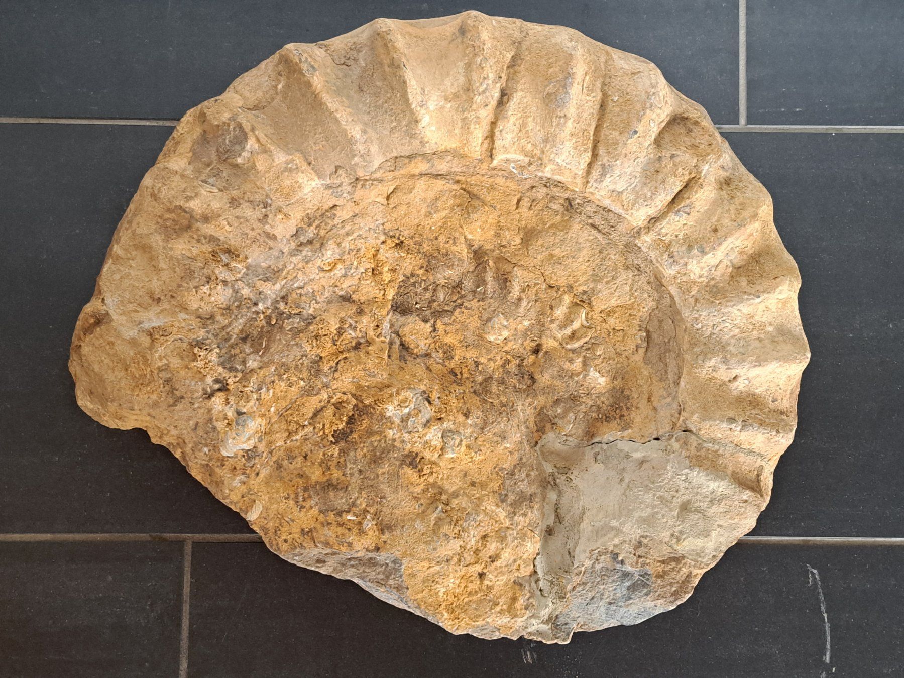 Fossili: Riesiger Ammonit - 28.9 kg – Usato da Wichtrach venduto da LuckyLuke69 8