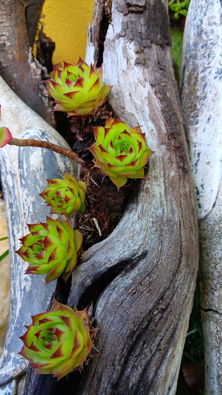 Piante & sementi: Bellissimo vaso in legno con succulente – Usato da Carena venduto da gra_yz7p 1