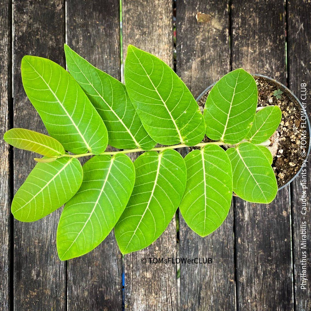 Piante & sementi: Phyllanthus Mirabilis - einzigartige "Buddha Belly Plant" – Nuovo e nell'imballaggio originale da Adliswil venduto da astom369 7