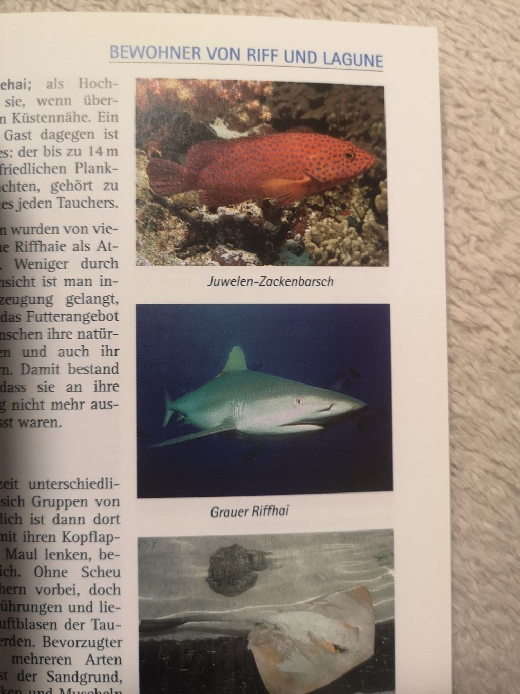 Bücher: Buch über die Malediven – Neu (gemäss Beschreibung) aus Dietikon von aro_mr6l 1