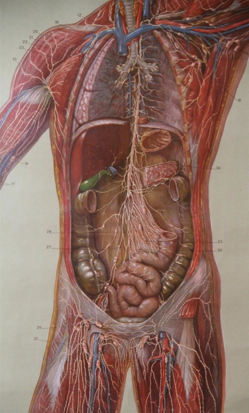 Foto & Immagini: Schulwandbild "Lymphgefässe" 200x91 cm – Usato da Birrwil venduto da brandschatz_birrwil 2