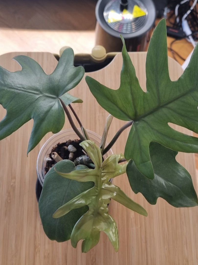 Plantes & graines: 🌿Philodendron Elegans - Größe S – Neuf avec emballage d'origine à Wallenwil par LadyLeaf_Ellis1