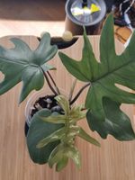 🌿Philodendron Elegans - Größe S