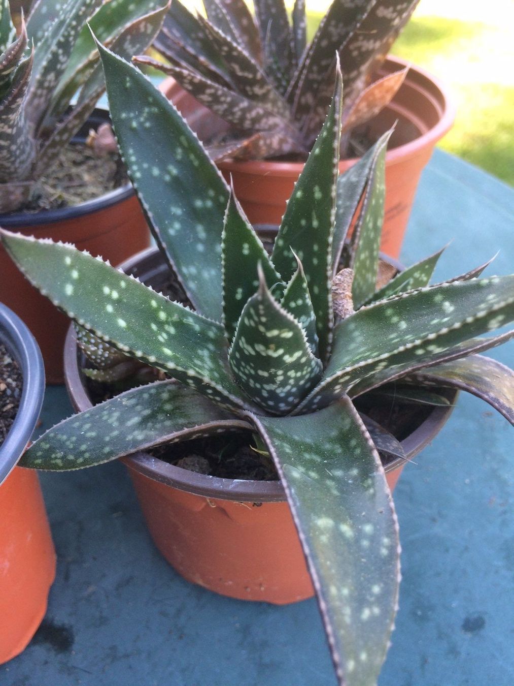 Piante & sementi: Haworthia – Nuovo (secondo la descrizione) da Vinelz venduto da Wellensittich55 1