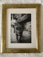 Foto Katze in Rahmen (48 x 38 cm)