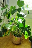 Monstera deliciosa  110 cm  inkl. Übertopf