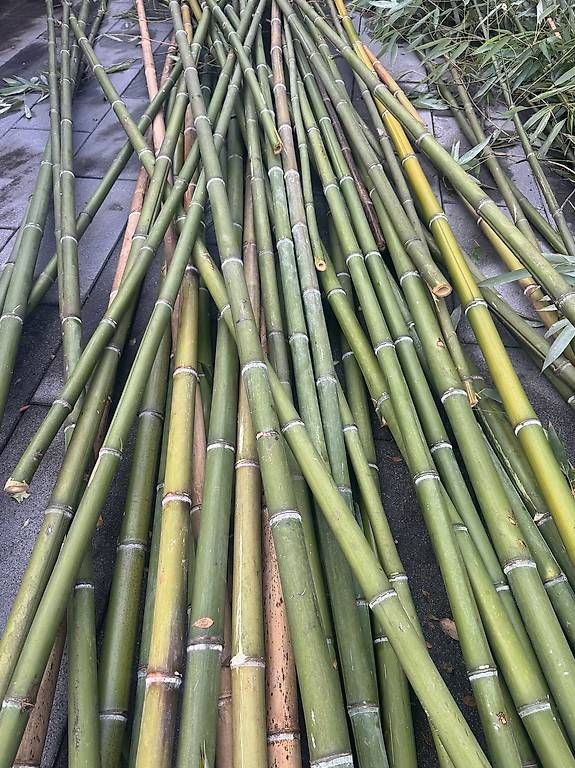 Pflanzen & Samen: Bamboo – Gebraucht aus Vionnaz von ric_9nvy