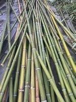 Bamboo