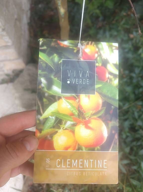 Piante & sementi: Clementine baum – Nuovo e nell'imballaggio originale da Hofstetten ZH venduto da Gischis 1