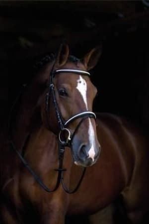 Briglie & Cavezze: Pferdezaum Silverado Warmblut – Nuovo e nell'imballaggio originale da St. Gallen venduto da schnaeppchen-preise 3