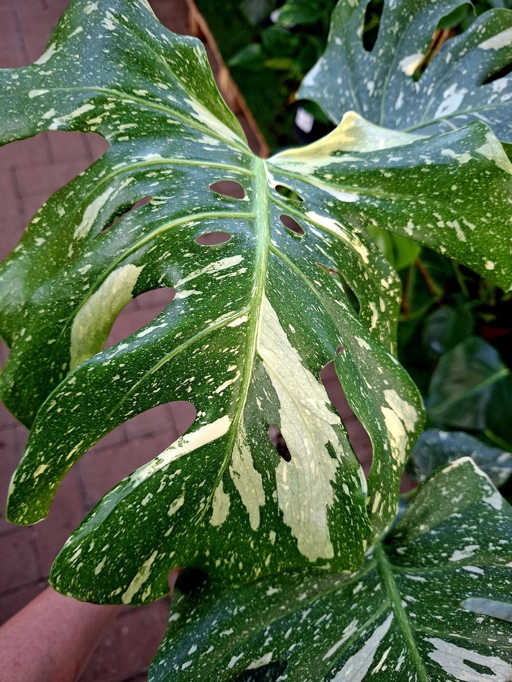 Pflanzen & Samen: RARISSIMO!!! H: 50-60 cm "Monstera Thai Constellation" – Neu und originalverpackt aus Rovio von POSITIFFARTandPLANTS 4