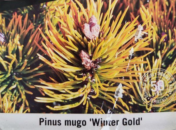 Piante & sementi: Pinus mugo Winter Gold – Usato da Dübendorf venduto da Olenaaa 6