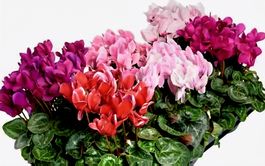 Mix 10 Mini-Cyclomen bunt. Dekorativ und winterhart x Garten